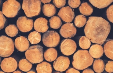 В Бурятии выявили рубку леса на 1,6 млн рублей