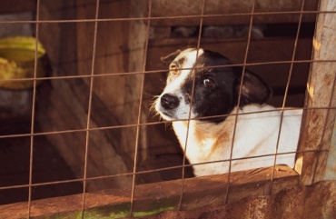 В улан-удэнском приюте собак кормят «просрочкой»