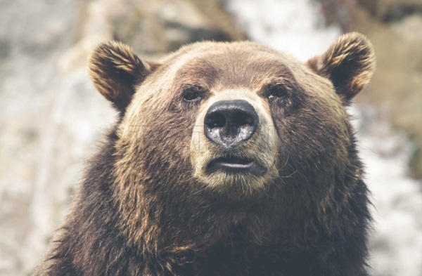 Медведь напал на лесников в Иркутской области