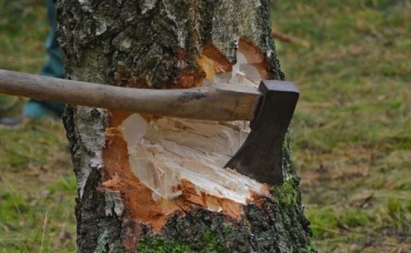 Жители Бурятии незаконно напилили лес на 5 млн рублей