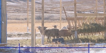 Новую для Бурятии породу овец завезли в Тарбагатайский район
