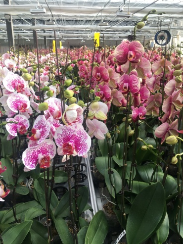 Орхидеи из Бурятии отправятся в магазины Сибири и Дальнего Востока