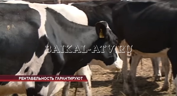 Фермеры Бурятии получат больше 120 миллионов рублей
