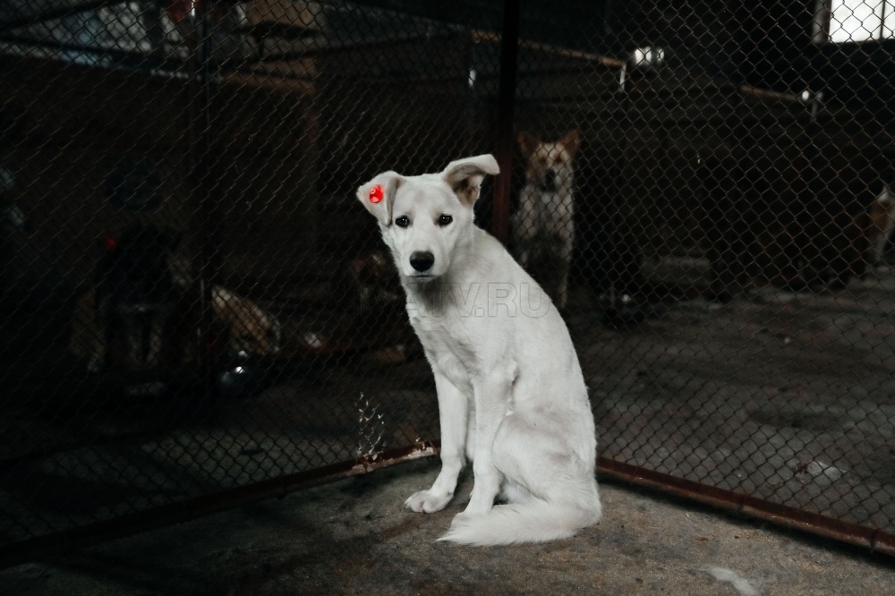 В Улан-Удэ хозяйские собаки опять нападают на людей