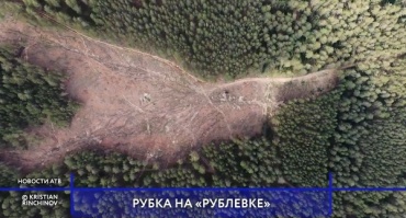 В Улан-Удэ на Верхней Березовке незаконно вырубили почти 200 деревьев