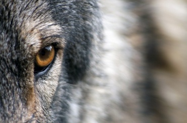 В Джидинском районе увеличили награду за волков до 11 тысяч рублей