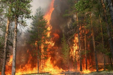 В Бурятии горит лес