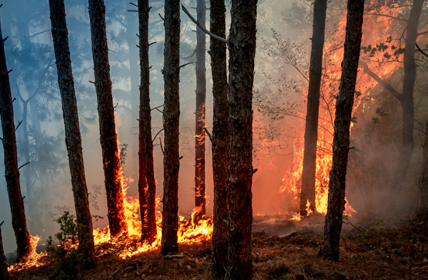 В Бурятии тушат лесные пожары в Заиграевском и Прибайкальском районах