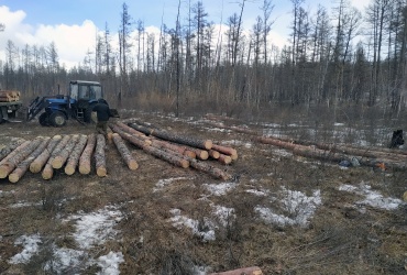 В Бурятии «чёрный» лесоруб заплатит 800 тысяч рублей