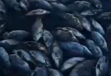 Прокуратура назвала предварительную причину массовой гибели рыбы в Бурятии