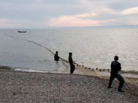 В 2017 году могут запретить вылов деликатесной рыбы из Байкала