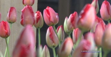 Бурятские тюльпаны захватывают соседние регионы