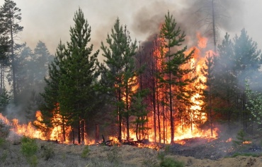 В Бурятии горит более 800 гектаров тайги