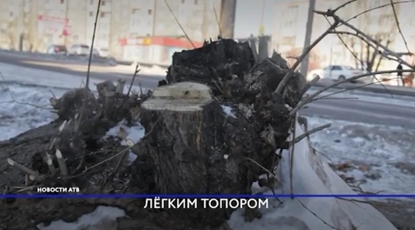 Кто и почему спилил деревья в 18 квартале Улан-Удэ?