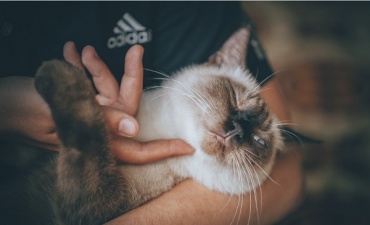Поглаживание кошки помогает снять стресс