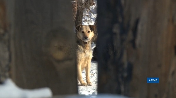 Собачье гетто. В Улан-Удэ снова будут охотиться на бездомных животных
