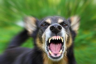 Анонимные заявки на отлов собак в Улан-Удэ не принимают