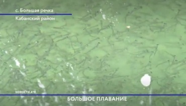 На рыбоводном заводе в Бурятии выпустили три миллиона личинок омуля