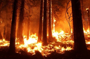 В Бурятии тушат 9 лесных пожаров
