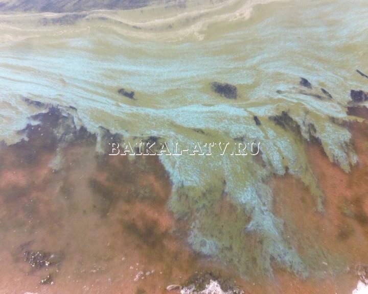 Получены первые результаты проб воды гниющего Байкала 
