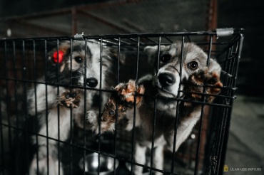 В Улан-Удэ владельцам собак предлагают отказываться от питомцев