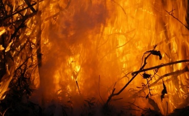 В Бурятии горят 100 тысяч га леса в труднодоступной местности
