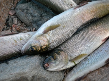 «Без омуля»: Эксперты рассказали, куда уплывает самая ценная рыба России