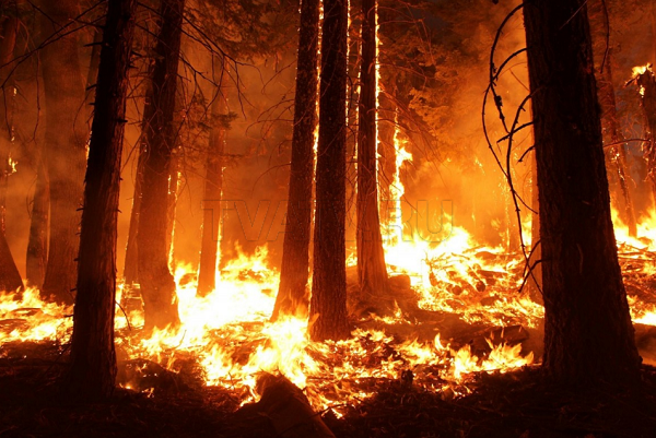 В Бурятии потушили 2 лесных пожара