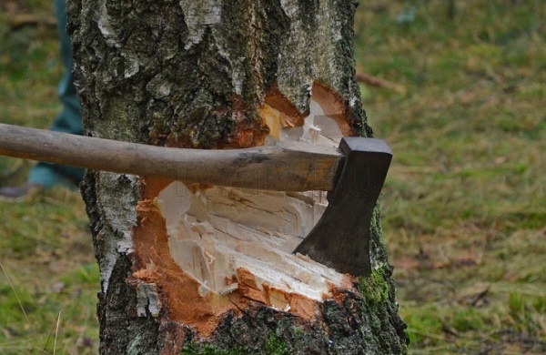 В Бурятии "черный лесоруб" напилил лес на 2 млн рублей