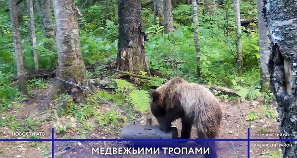 В Байкальском заповеднике свободно обитают 60 бурых медведей