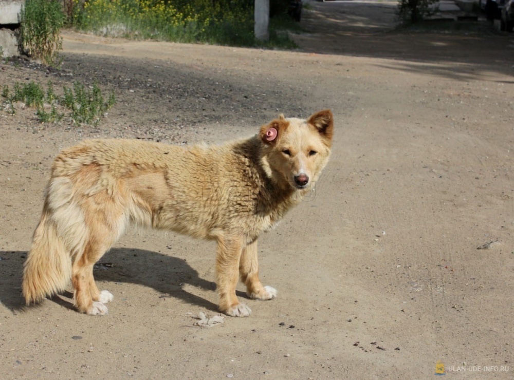 Ловить собак в Улан-Удэ будут в две смены