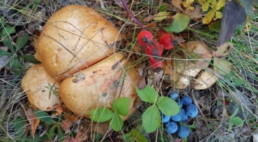 Туристы едут на Байкал за грибами