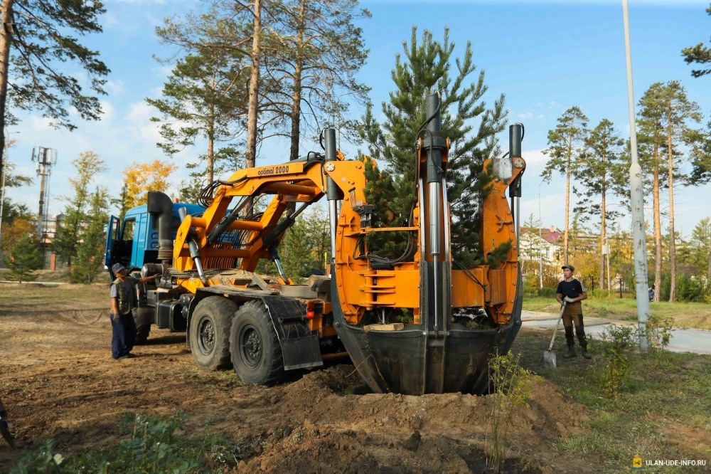 Более 23 тысяч деревьев высадят в Улан-Удэ