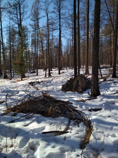 Специалист по лесному надзору в Бурятии организовала вырубку леса на 1,3 млн рублей
