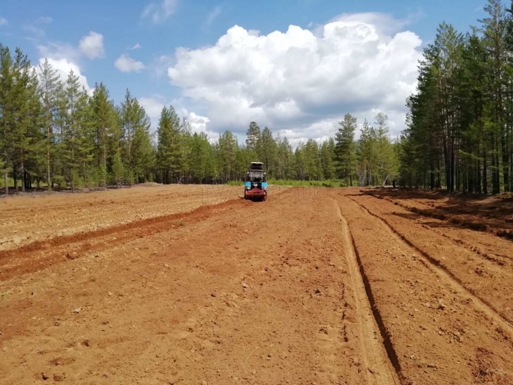 В Прибайкальском районе восстановили лесной питомник