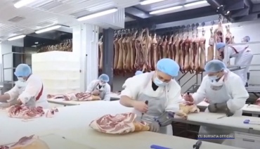 Свинокомплекс «Восточно-Сибирский» повышает производительность труда