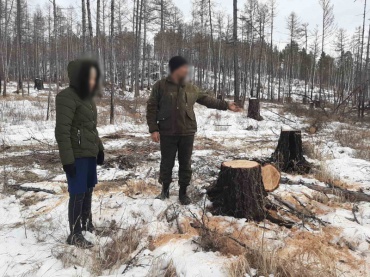 В Бурятии задержали подозреваемых в незаконной вырубке леса на миллион рублей