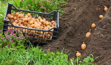 В Улан-Удэ малоимущим семьям помогли в посадке картофеля