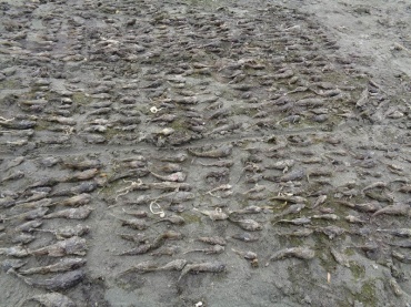 На Байкале массово погибла рыба