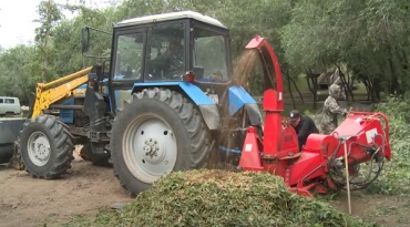 В Улан-Удэ срезанные ветки используют как удобрение