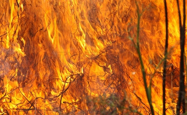 В Бурятии зафиксировали 568 лесных пожаров