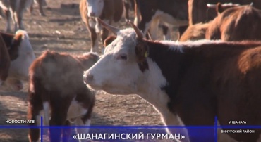 Бичурский фермер сделал ставку на казахских телочек