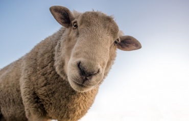 В Бурятии приступают к стрижке овец