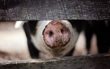В Забайкальском крае из-за африканской чумы уничтожили больше тысячи свиней