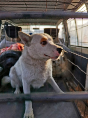 В Улан-Удэ собаку, покалечившую ребенка, отправят в приют