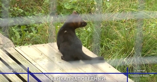 "Байкал заповедный" привлекает все больше туристов