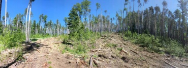В Бурятии остановили вырубку 2,5 млн кубов особо ценного леса