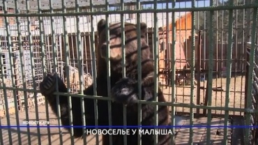 Медведь из Этнографического музея в Бурятии переехал в новый вольер