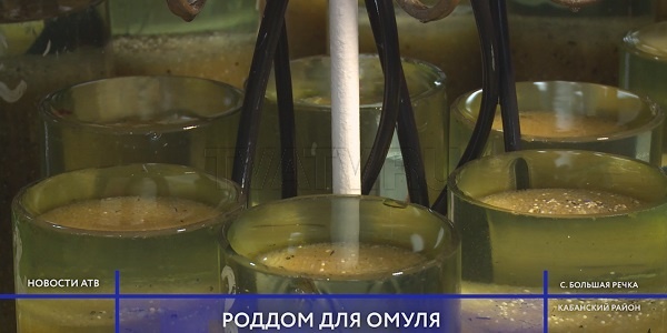 Омулевый "роддом": Как на Большереченском рыбзаводе спасают достояние Байкала
