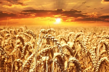 В Бурятии урожайность поднялась на 42%